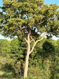 Image result for Diospyros abyssinica