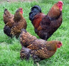 Maybe you would like to learn more about one of these? Wyandotte Chickens The Chick Hatchery