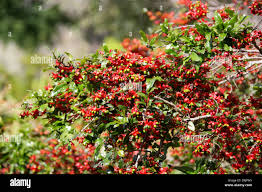 Image result for Ochna