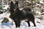 Swedish Lapphund - Wikipedia