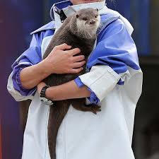 Otter Gets Some Cuddles From Human Keeper The Daily Otter Otters Otter Love Otter Pup