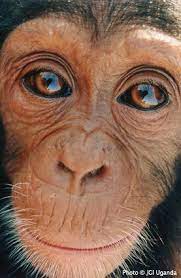 11 1 10 Cute Animals Animals Animals Wild