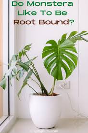 Do Monstera Like To Be Root Bound Plant Guide Monstera Plant Problems