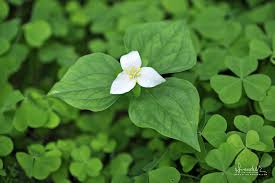 Image result for Trilepisium