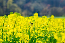 Download these mustard flower background or photos and you can use them for many purposes, such as banner, wallpaper, poster background as well as powerpoint background and website background. Mustard Flower Pictures Download Free Images On Unsplash