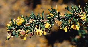 Image result for Berberidaceae