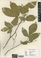 Image result for Allophylus ferrugineus