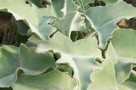 Kalanchoe Beharensis In 2020 Growing Succulents Plants Succulents