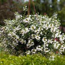 Image result for foto Vějířovka