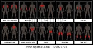 The muscles of the shoulder and back chart shows how the many layers of muscle in the shoulder and back are intertwined with the other relevant systems and muscles in adjacent areas like. Muscle Chart Male Vector Photo Free Trial Bigstock