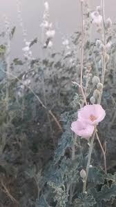 Only female plants produce flowers and berries. 6 Flowering Landscape Plants For Arizona Winter