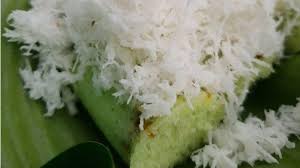 Cara membuat kue putu basah tepung berascara memasak, kue putu ayu, cara membuat kue putu ayu dari tepung beras, resep kueputu #tepung beras #enak bahan: Kue Putu Tribunnewswiki Com Mobile