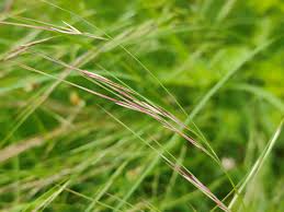 Image result for Aristida pilgeri