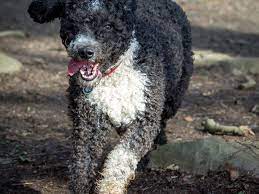 O cão d'água espanhol (em castelhano perro de agua español) é uma raça pouco vista fora da espanha e considerada multifuncional, já que assiste em caçadas, recolhendo patos, pastoreio e pesca. Cao D Agua Espanhol Guia Completo De Racas De Caes Cachorrogato