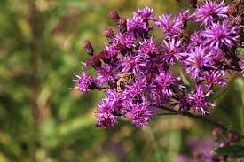 Image result for Vernonia galpinii