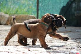 Black Boerboel Puppies For Sale In Durban Best Boerboel Puppies For Sale Careful Raising Fci Pedigrees And Worldwide Shipping Become A Part Of Out Mascot Millenium In 2020 Puppies For Sale Boerboel Puppies