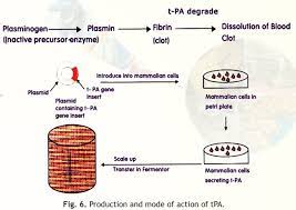 Animal cell culture (acc) is the process of culture of animal cells outside the tissue (ex vivo) from which they were obtained. Applications Of Animal Cell Culture