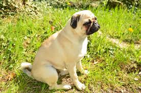 Fotograf Kopek Yavrusu Sevimli Evcil Hayvan Memeli Boksor Omurgali Kopek Turu Safkan Kopek Tur Kopek Bullmastiff Eski Ingiliz Bulldog Retro Pag Memeli Gibi Kopek Etobur Kopek Melezleri Olde Ingilizce Bulldogge 4928x3264