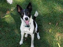 18 Jack Russell Terrier Mixes That Are Unbelievably Adorable Page 2 Of 6 Petpress Jack Russell Terrier Terrier Mix