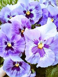Pansy Flower In Urdu Best Flower Wallpaper