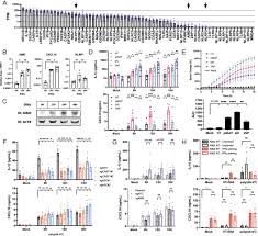 Activation of the NLRP1 inflammasome in human keratinocytes by the dsDNA  mimetic poly(dA:dT) | PNAS