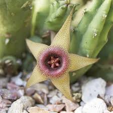 Image result for Orbea caudata