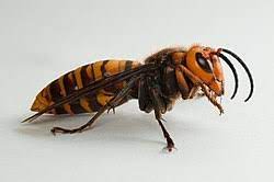 A giant hornet has landed on soil where a banana has fallen. Asian Giant Hornet Wikipedia
