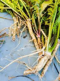 Horseradish Root Harvested For Medicine Horseradish Root Herbalism Horseradish