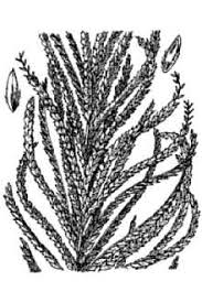 Image result for Dinebra