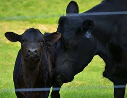 Black Angus Calves For Sale Near Me Black Angus Newborn Cow Calf Hooved Animal Animals