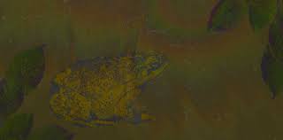 This is because this potency conduit slot is much higher in the. Smoking The Toad Chacruna