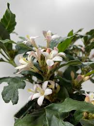 Image result for Mitriostigma axillare