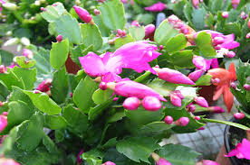 You probably have a thanksgiving just pinch off a y shaped piece from one of the branches and stick it in a pot of. Christmas Cactus Plant Posts Facebook