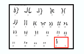 Pdf ms word google doc. Human Karyotype Flashcards Quizlet