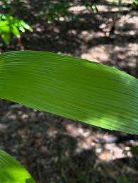 Image result for Ormocarpum zambesianum