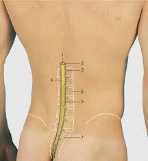 There also are bands of fibrous connective tissue—the ligaments and the front and back views of the human skeleton. Back Surface Anatomy 4 Edition