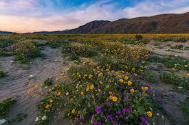 One fertile flower (male or female), is all it takes to count a species in bloom. Anza Borrego Desert State Park Wildflower Super Bloom Travel Caffeine
