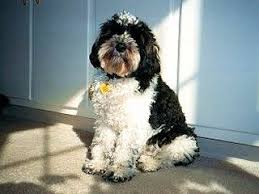 Black And White Parti Aussiedoodle Pin On Dogs Dogs Dogs