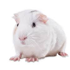 Not all of them have the best practices or living conditions for their guinea pig. Guinea Pigs For Sale Buy Live Guinea Pigs For Sale Petco