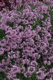Allium Kiiense In Flower Now Plant Delights Nursery Blog Allium Flowers Plants Fairy Garden Plants