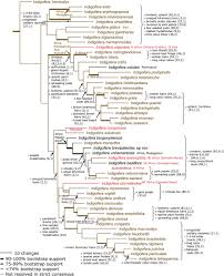 Image result for Indigofera wituensis