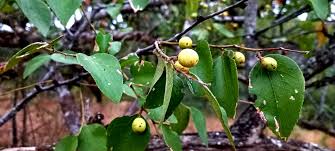 Image result for Ziziphus abyssinica