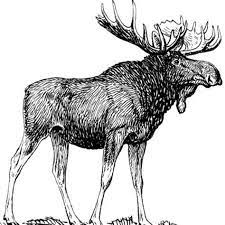 You can use details as an intentional part of a design or. Image Result For Free Printable Wood Burning Patterns Nature Wood Burning Patterns Pattern Nature Animals Coloring Pages