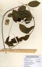 Image result for Landolphia owariensis