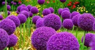 Allium Image Via Guns And Roses On Facebook At Www Facebook Com Gunsandrosesall Planting Flowers Plants Purple Flowers