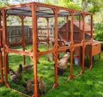 Chicken Coops (2026) | Backyard, Walk-In & Predator-Safe Coops