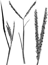 Image result for Paspalum vaginatum