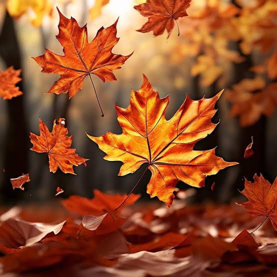 Sonbahar ~(���R)~ G�l�mse