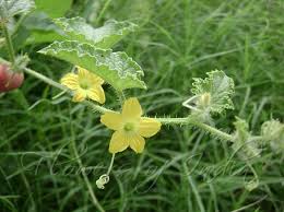 Image result for Cucumis prophetarum