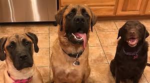 The Fluffy English Mastiff Can Mastiffs Have Long Hair Loveyourdog